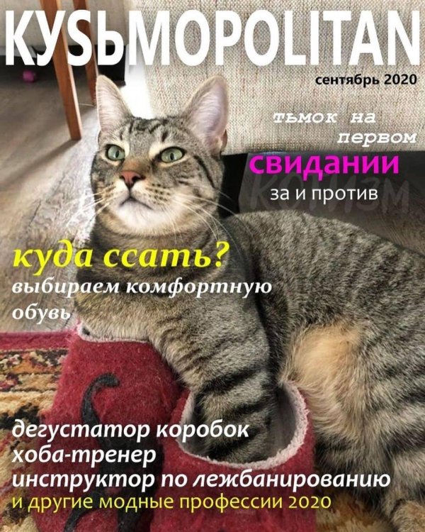 кошачий вестник