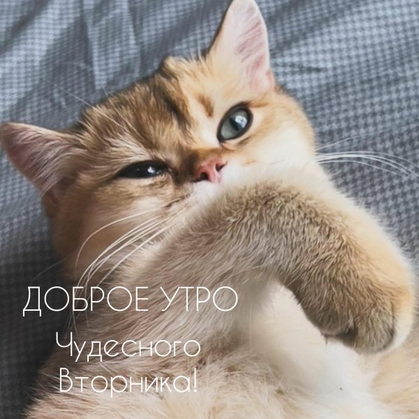 Вторник котики