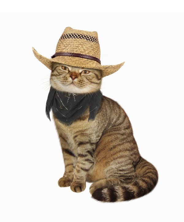 кошка в шляпе