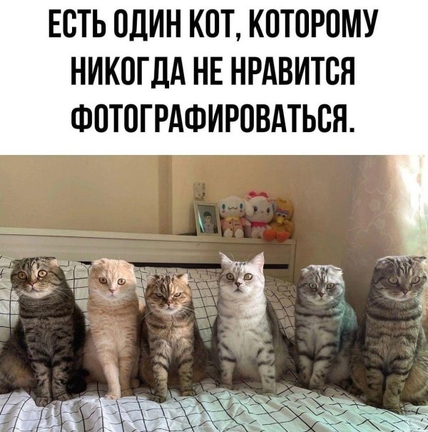 много котиков