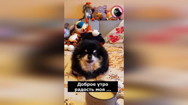 Шпиц доброе утро