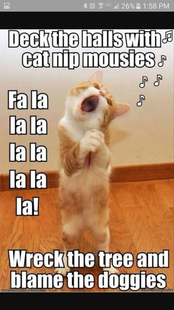 животные юмор