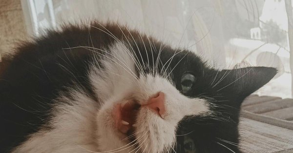 тревожная кошка