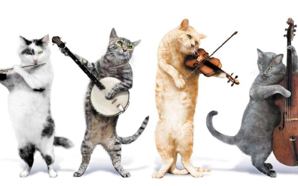 животные музыканты