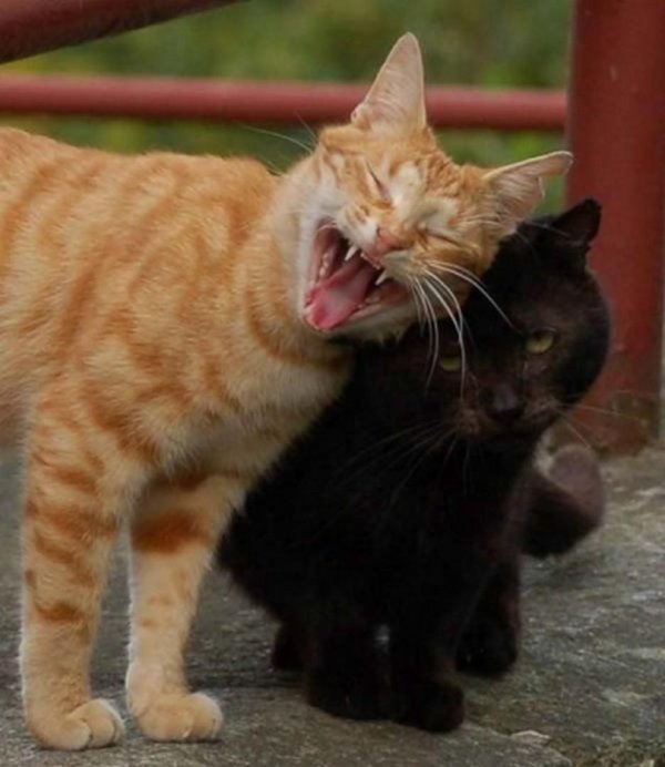 рыжего кота