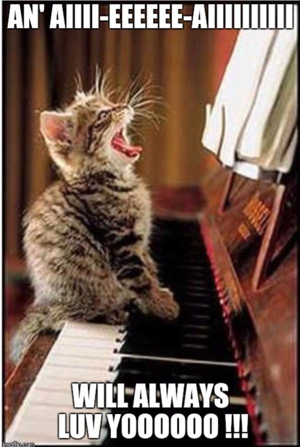 кот на пианино