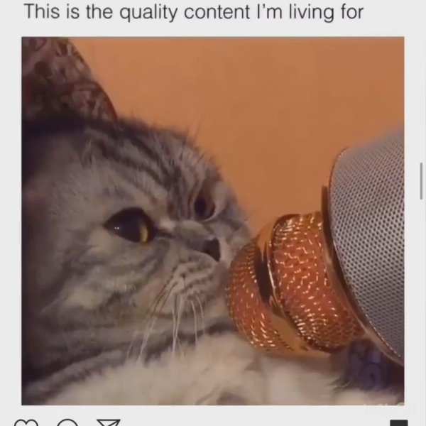 кошка с микрофоном