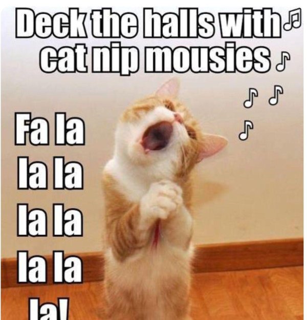 лалала кошка