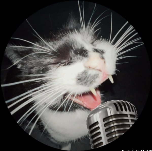 смешная кошка