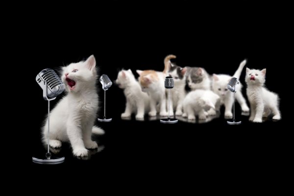 singing cat