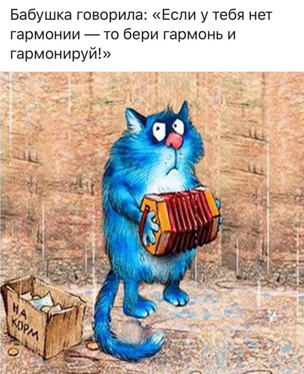 синие коты