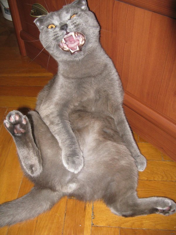 британец зевает