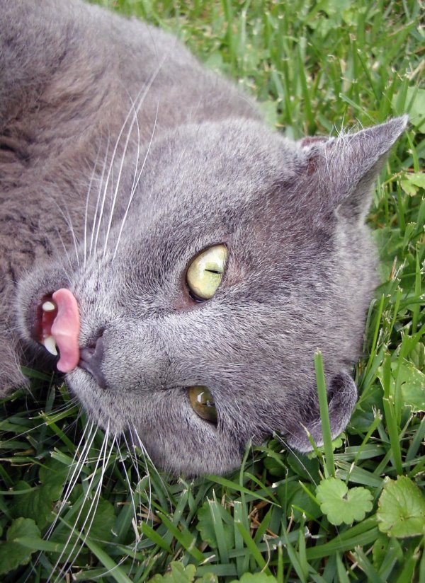 морда серого кота