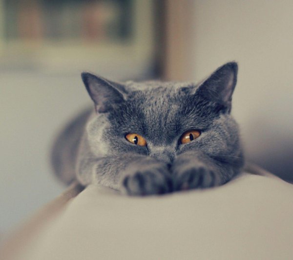 кот британец