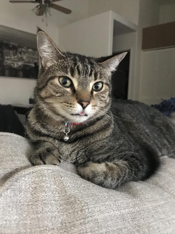 беспородные кошки табби