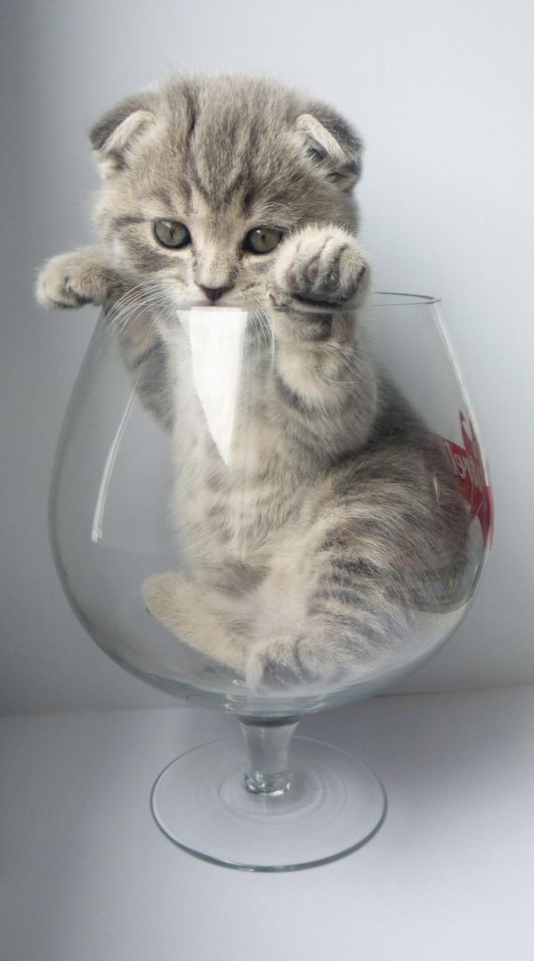 котенок шотландская вислоухая