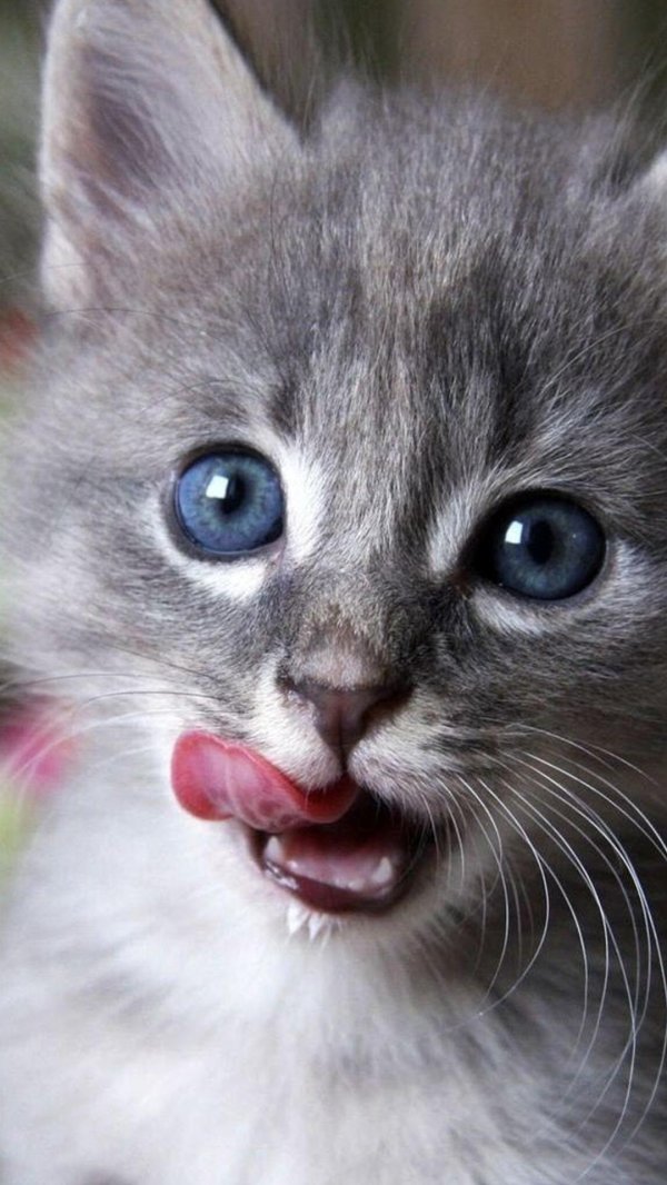 котенок облизывается