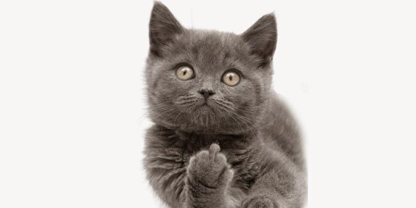 кот показывает средний палец