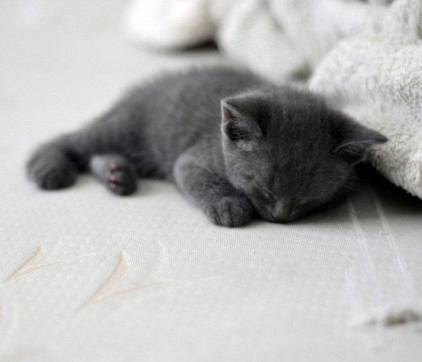 котенок серый