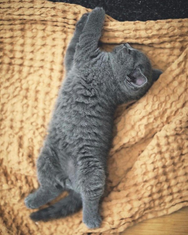 голубой британец котенок