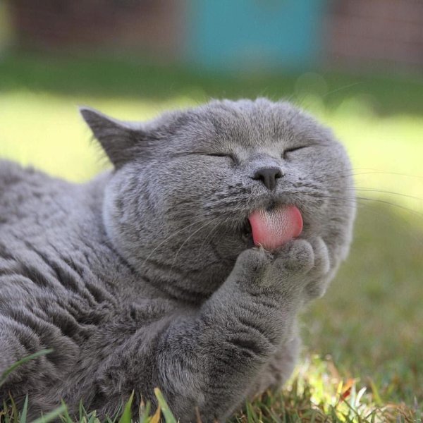 британская кошка злая