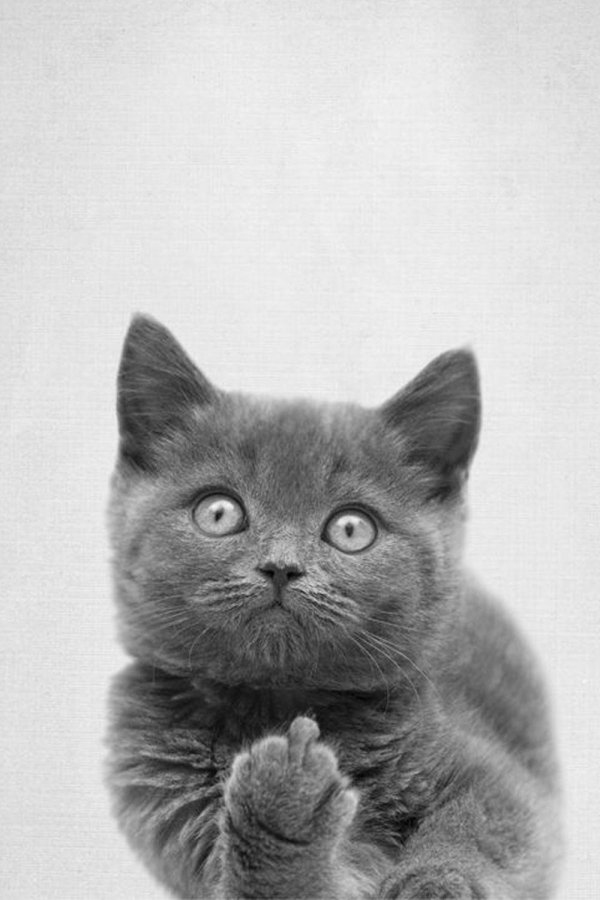 кот показывает средний палец