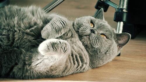 кот британец серый