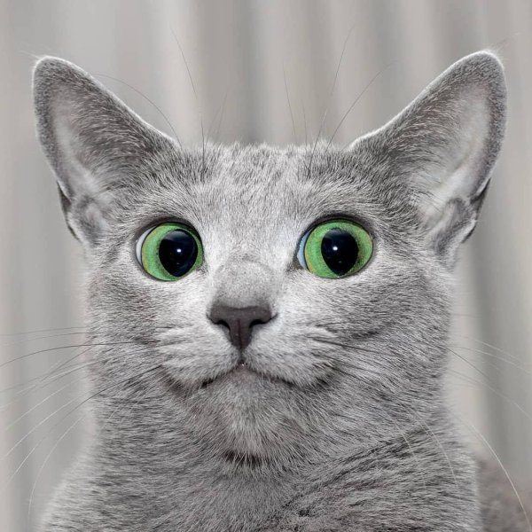 русская голубая кот