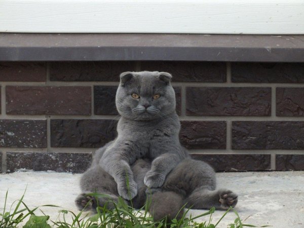 шотландский вислоухий кот серый