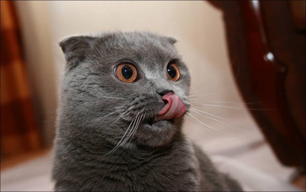 облизывающийся кот