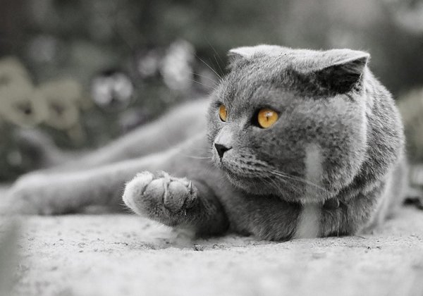 шотландский вислоухий кот серый