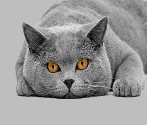 кошка британской породы