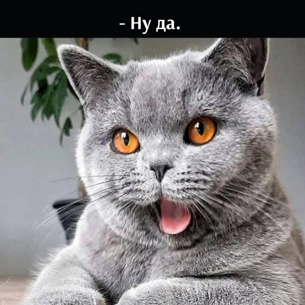 серый котик