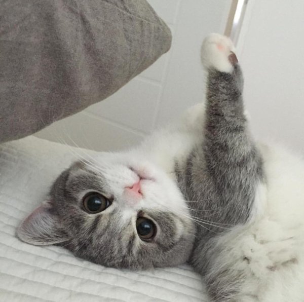 котики милые