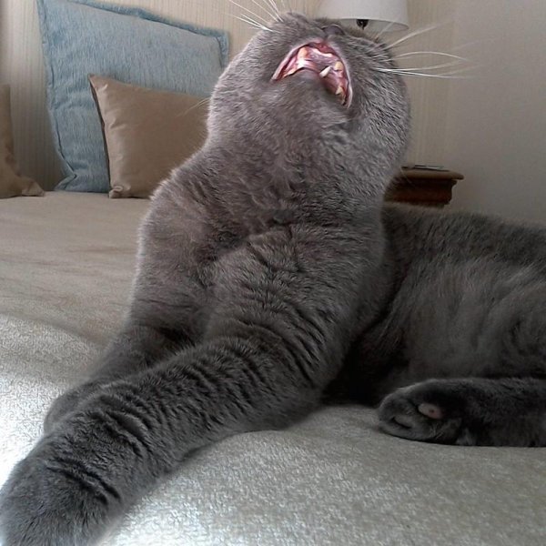 эмоции кота