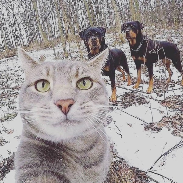 селфи кота мэнни