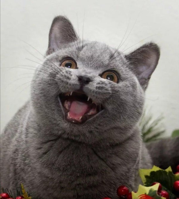 британская кошка