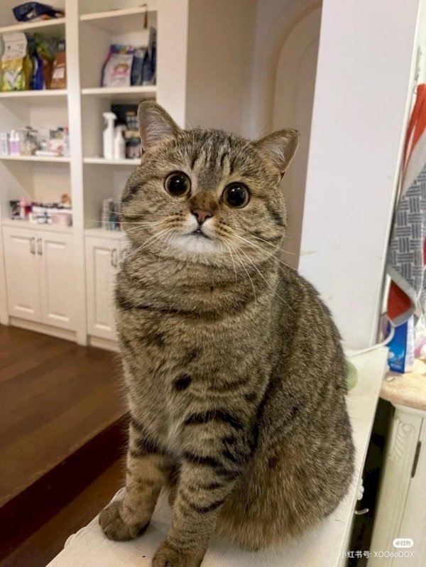 котики смешные