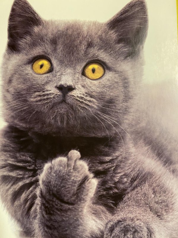 котик показывает средний палец