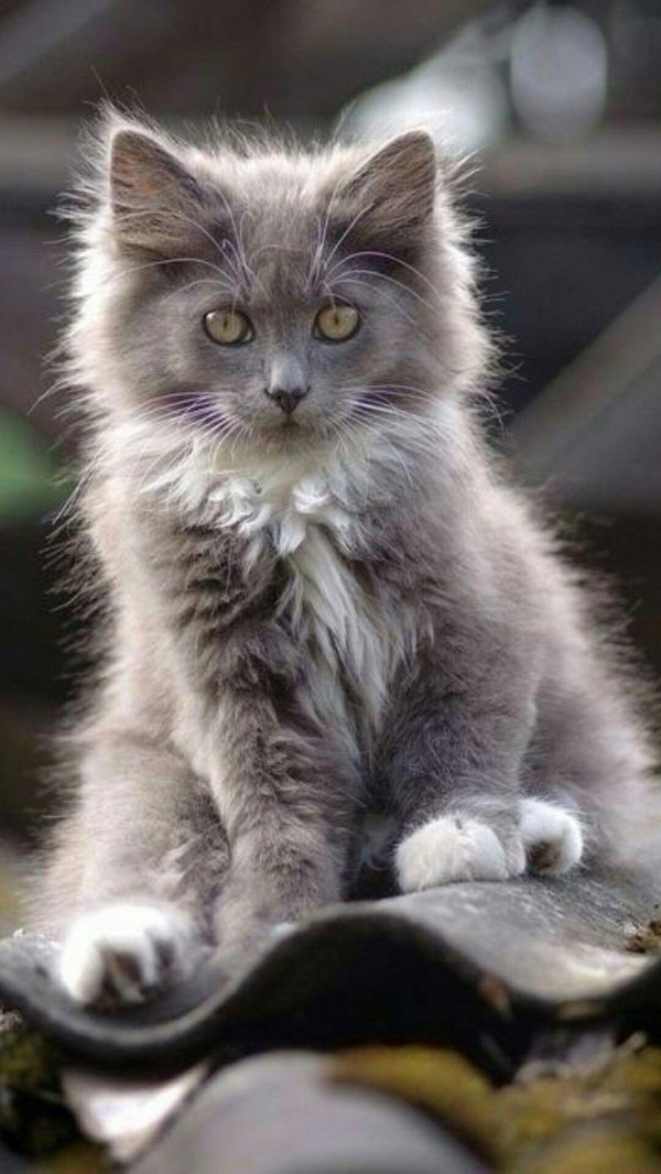 пушистый серый котенок