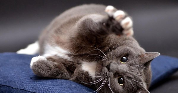 кошачьи мурчания