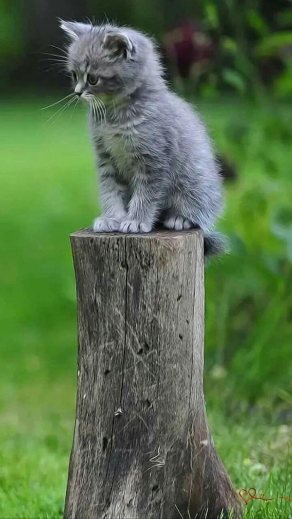 котенок серый