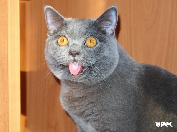 британская кошка