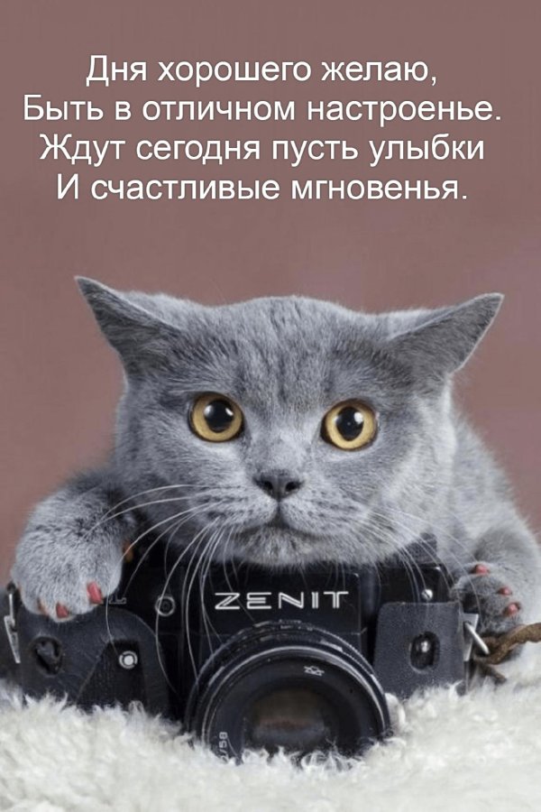 животные с фотоаппаратом