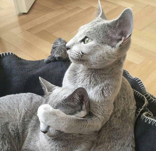 русская голубая