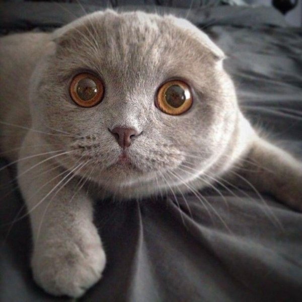 скоттиш фолд шотландская вислоухая