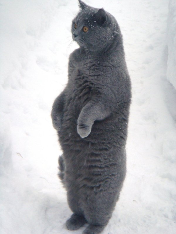 жирный британский кот