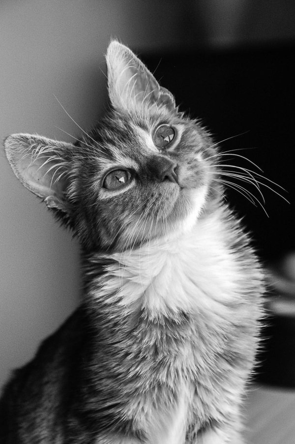 котики черно белые