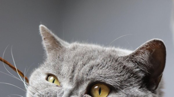 кот британец