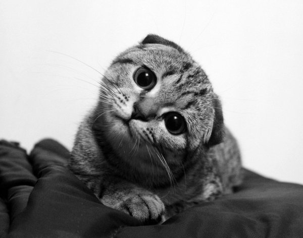 шотландская вислоухая кот